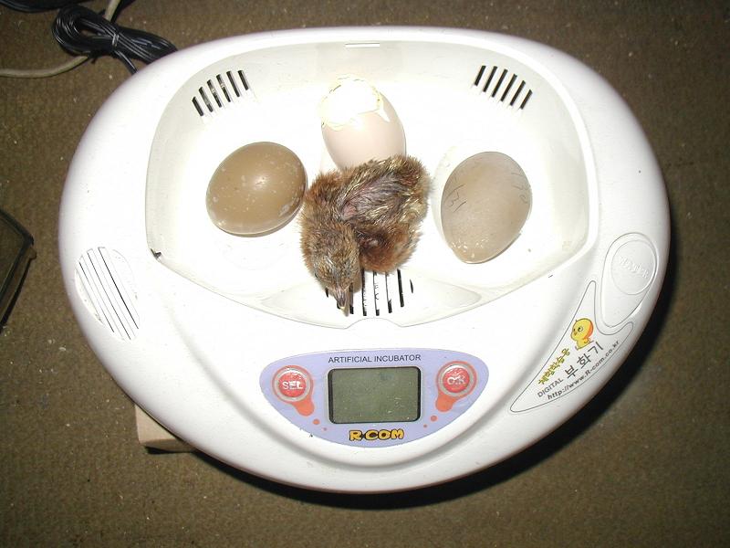 リトルママ 孵卵器 - 鳥用品